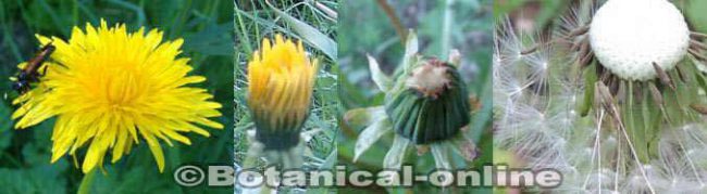 flors i fruit de dent de lleó o amargó evolucion a vilano