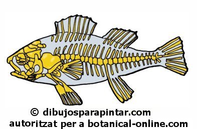 esquelet peix