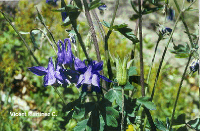 Flor concurs desembre de 1999