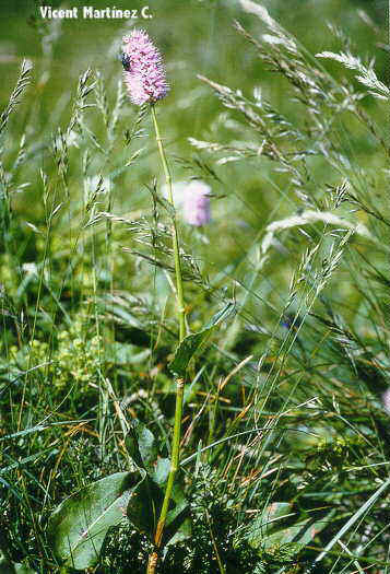 Polygonum bistorta