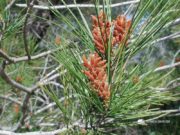 Pinus halepensis