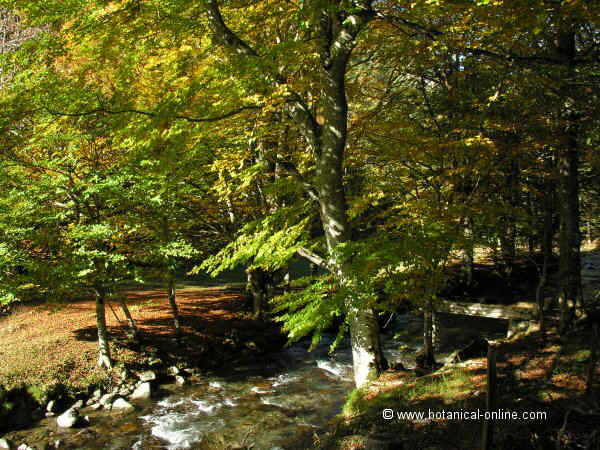 Fagus sylvatica aspecte del bosc