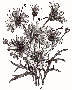 Chrysantemum frutescens