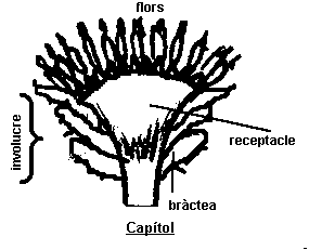 parts de la planta