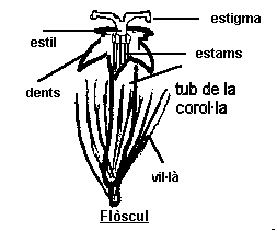 parts de la flor