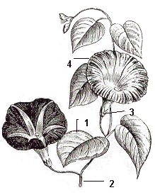 Ipomoea purpurea