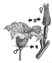 flor Cucurbitàcies