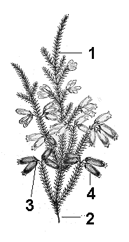 Erica Rubrocalyx