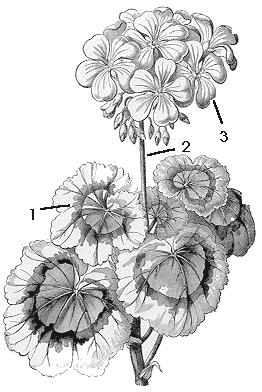 Pelargonium