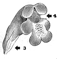 Dracocephalum grandiflorum