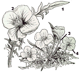 Oenothera taraxacifolia