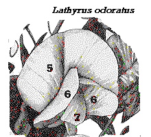 lathyrus odoratus