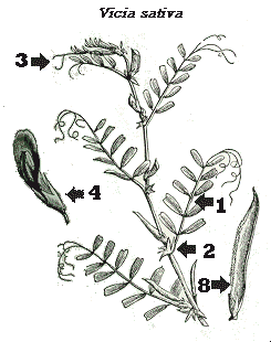 vicia sativa