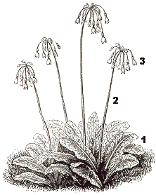 parts Primula sikkimensis