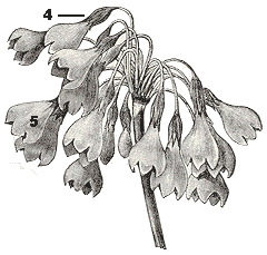 parts Primula sikkimensis
