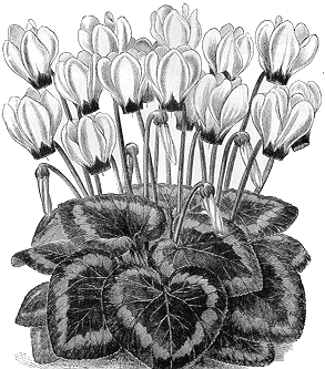 Cyclamen persicum