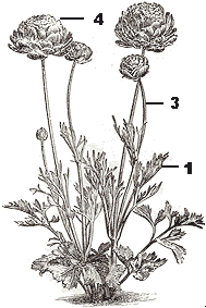 Ranunculus asiaticus