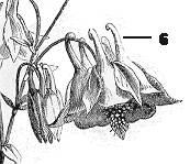 parts de Aquilegia vulgaris