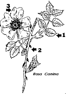 rosa canina