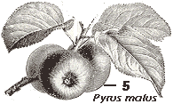 pyrus malus