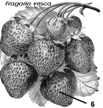 fragaria vesca