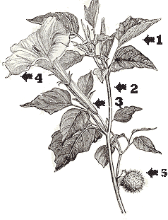 parts Datura meteloides