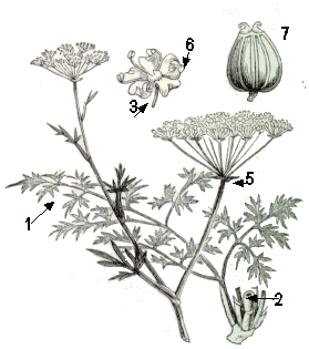 parts de Petrosinilum crispum