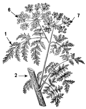 parts de Conium maculatum