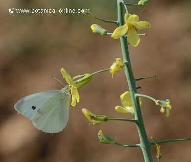 Brassica oleracea flor