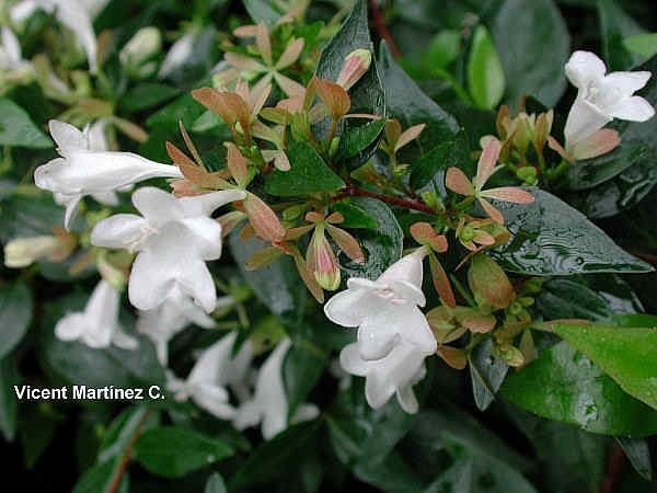 ABELIA