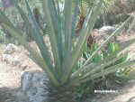 Atzavara ( Agave lurida )