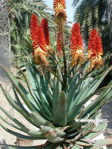 ALOE FEROX