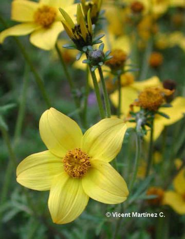 BIDENS