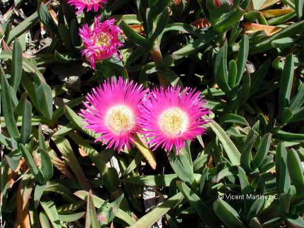 CARPOBROTUS