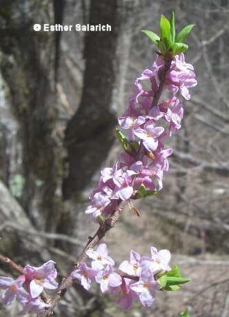 Flor concurs maig de 2005