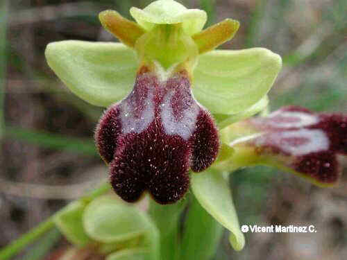 Flor concurs abril de 2002