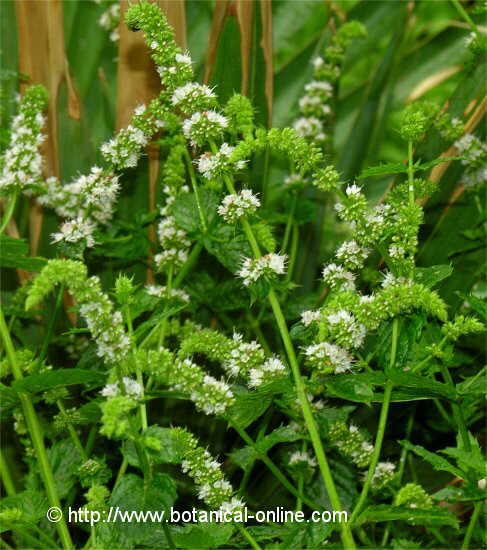 Flor concurs desembre de 2007