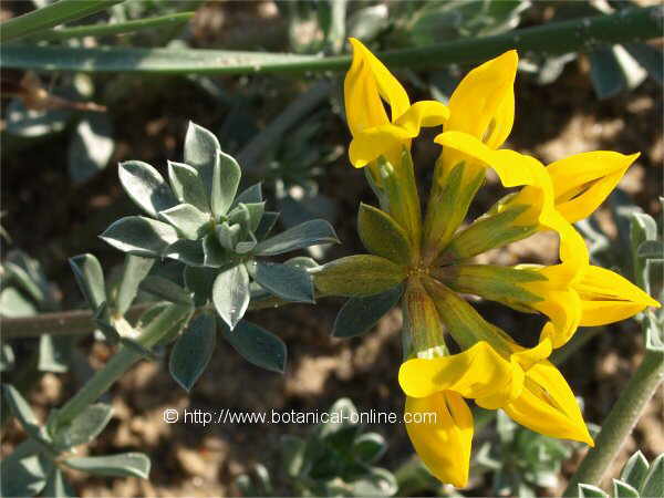 Flor concurs febrer de 2008