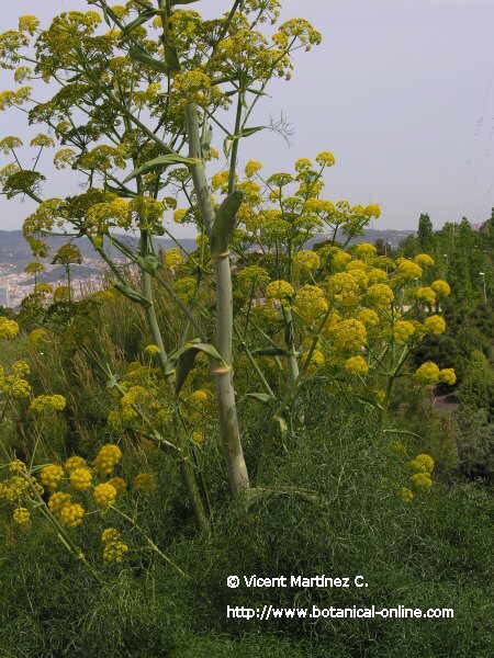 Flor concurs maig de 2006