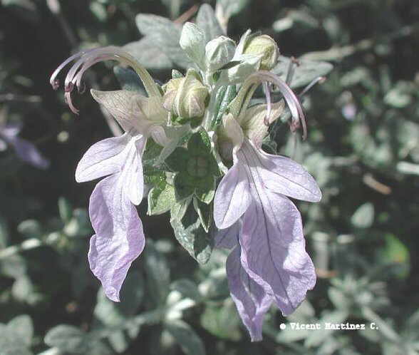 Flor concurs març de 2003