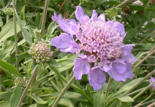 Flor concurs març de 2007