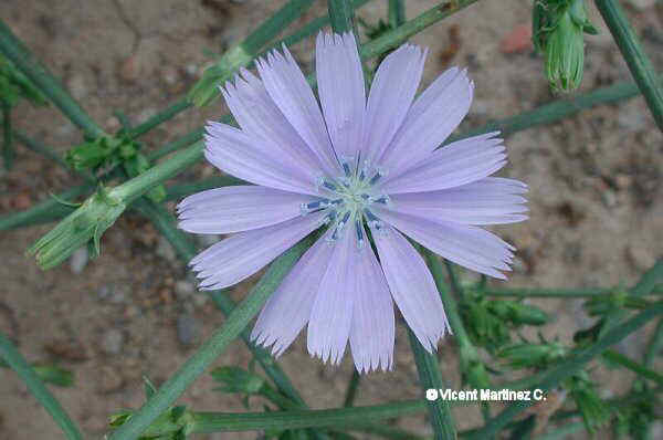 Flor concurs novembre de 2002