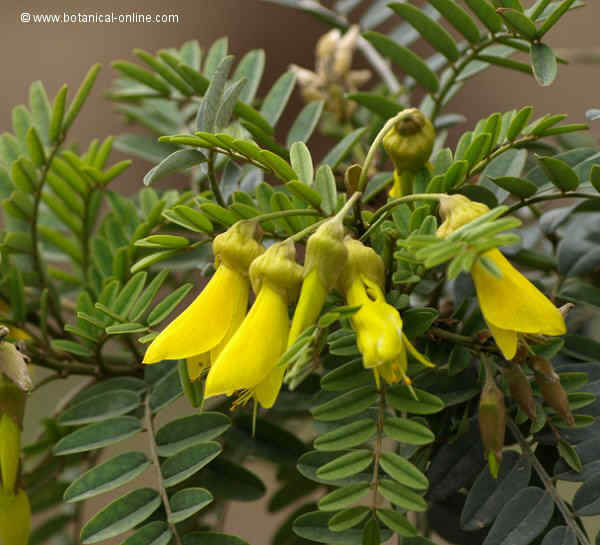 Flor concurs març de 2012