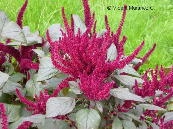 Flor concurs febrer de 2007