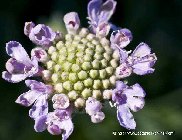 Flor concurs gener de 2009