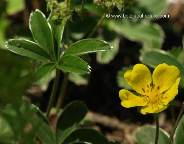 Flor concurs febrer de 2011