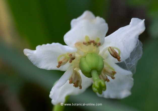 Flor concurs febrer de 2016