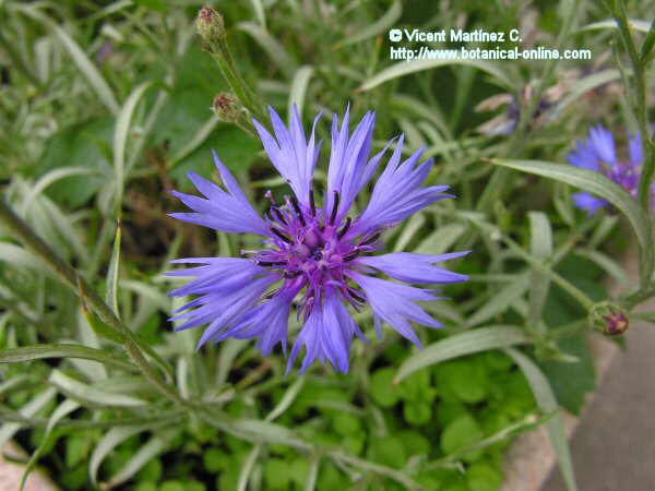 Flor concurs juliol de 2007