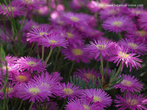 Flor concurs juny de 2009