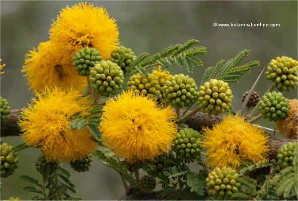 Flor concurs novembre de 2011